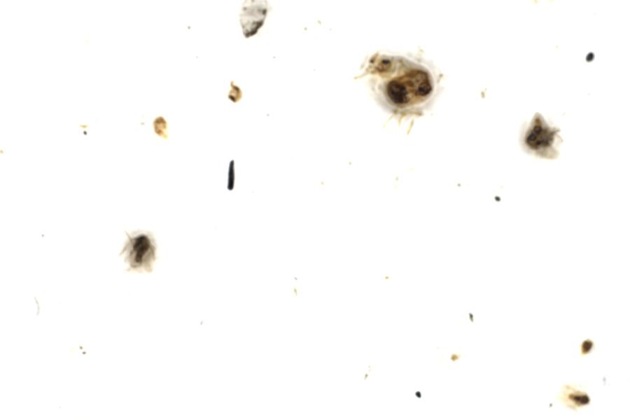 Image 31